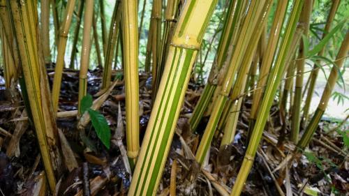 写真②　スホウチクの稈.jpg