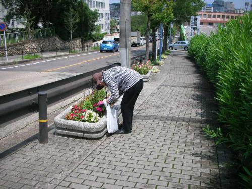 ⑤ペチュニアの剪定中.JPG