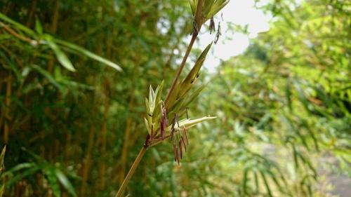 ブログ記事「植物の色　白い竹のはなし」のサムネイル画像