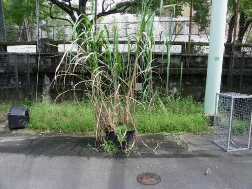 ブログ記事「サトウキビ」のサムネイル画像
