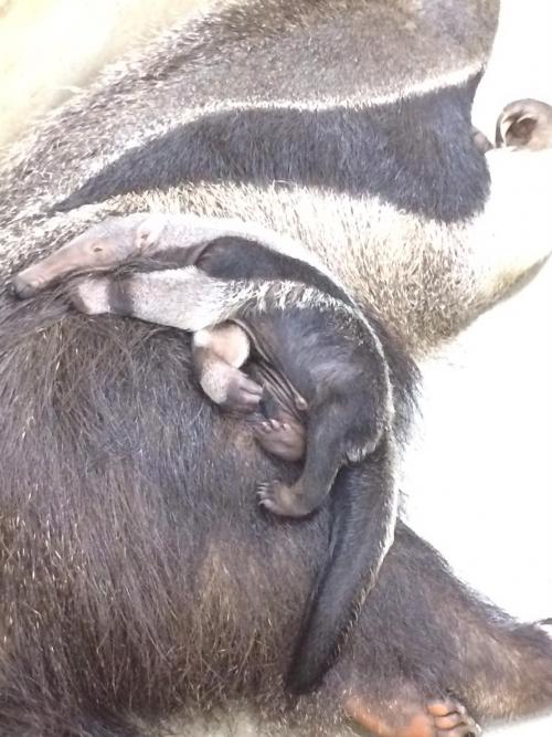 ブログ記事「大きくなっています！」のサムネイル画像