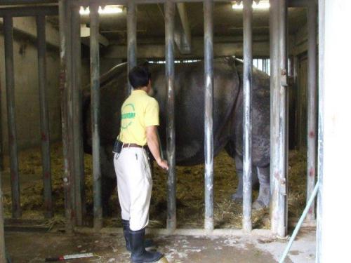 ブログ記事「インドサイをブラシでこすると...」のサムネイル画像