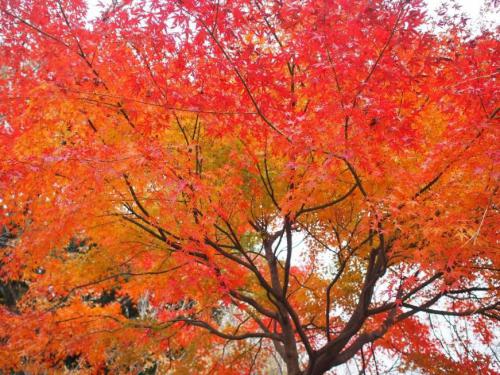 最初にひとこと。紅葉はまだ見られます。（１２月７日現在）.jpg