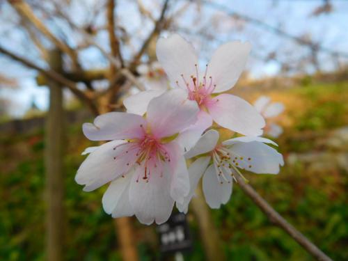 ブログ記事「植物の色（桜色）」のサムネイル画像