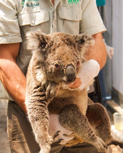 タロンガ動物園・サイエンスフォアワイルドライフによる救護活動.jpg