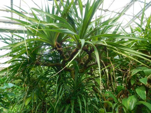 写真③　水生植物室のタコノキ.jpg