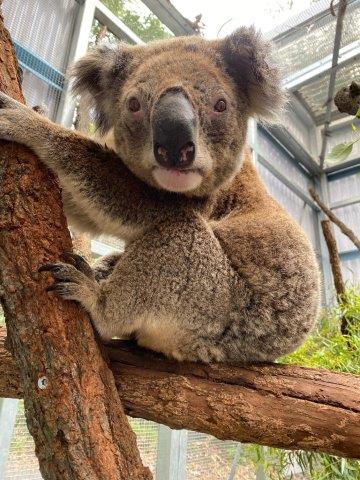 立派な体格のおじいさんコアラ