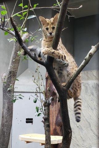 ブログ記事「サーバルが来園しました」のサムネイル画像