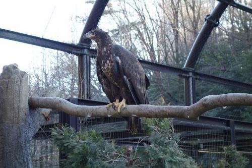 ブログ記事「ハクトウワシが来園しました」のサムネイル画像
