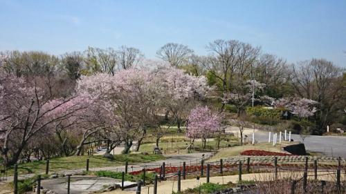 写真①お花畑から桜の回廊.JPG