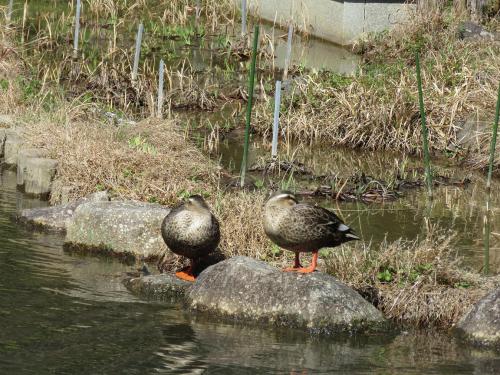 写真⑥カルガモ.JPG