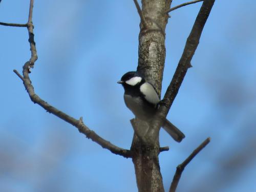 ブログ記事「植物園で野鳥観察～春先編～」のサムネイル画像
