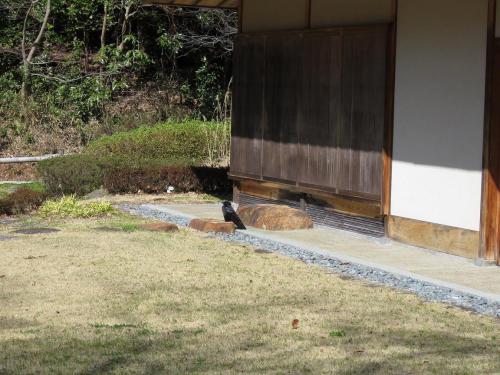 写真⑦カラス .JPG