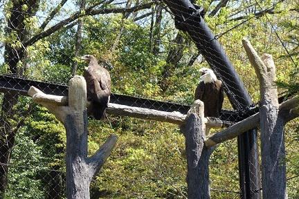 ブログ記事「ハクトウワシ同居始めました」のサムネイル画像