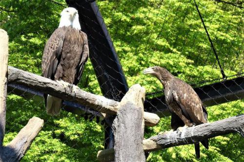 ブログ記事「ハクトウワシの同居順調です」のサムネイル画像