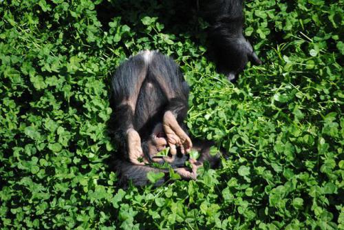 チンパンジー写真.JPG