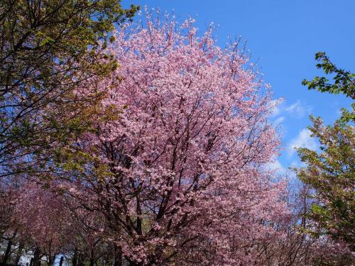 【さくらの回廊：こちらは満開の'円通寺桜'エンツウジザクラ】.jpg