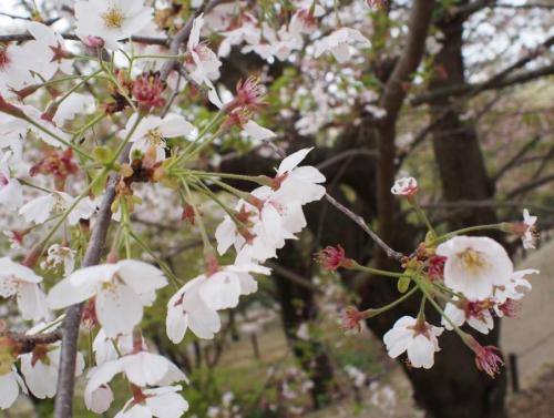 【'染井吉野'（ソメイヨシノ）：よく見ると小花柄に毛があります。】.jpg