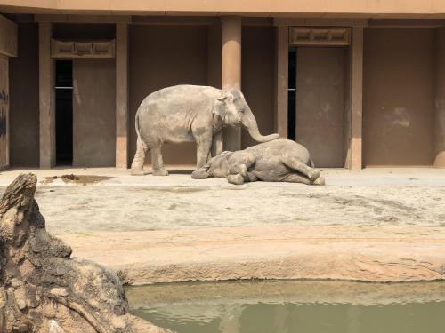 ブログ記事「静かな動物園では。」のサムネイル画像