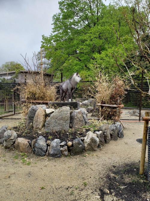 ブログ記事「カモシカ山のてっぺんで」のサムネイル画像