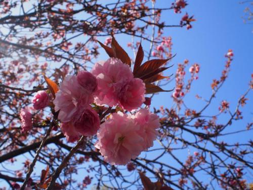 写真③【'関山'（カンザン）】.jpg