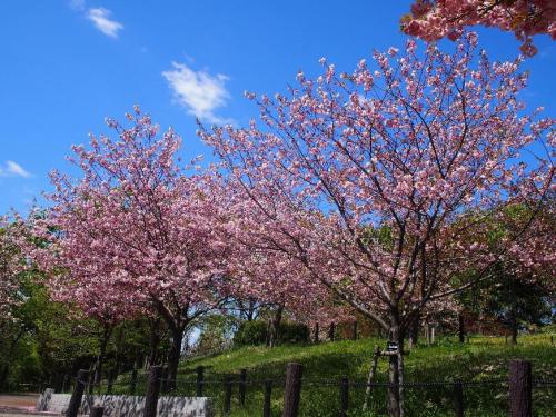 写真④【'松前薄重染井'（マツマエウスガサネソメイ）】.jpg