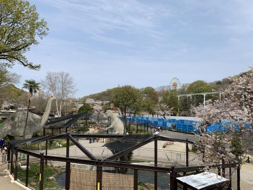 桜が見ごろの動物園内.JPG