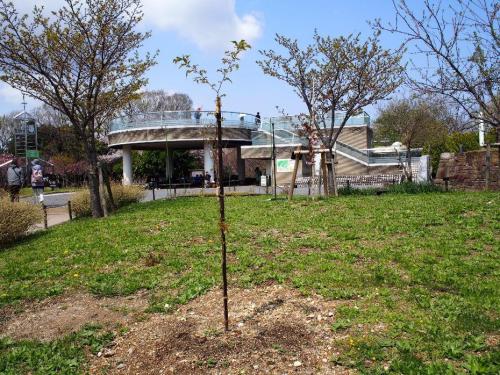 【こちらが'熊野桜'クマノザクラ　まだ苗木です。】.jpg
