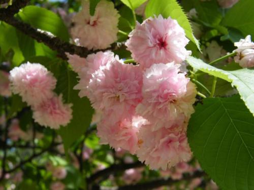 【'兼六園菊桜'（ケンロクエンキクザクラ）】.jpg