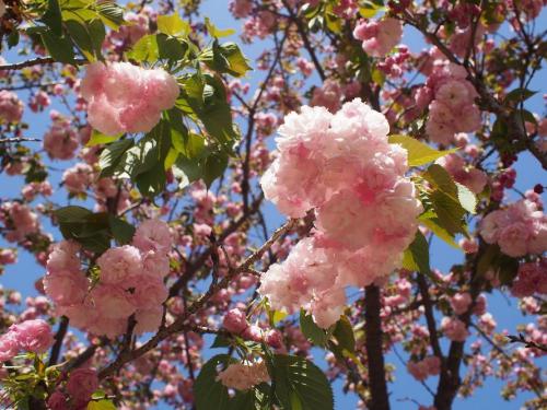 写真①【'松前八重寿'（マツマエヤエコトブキ）】.jpg