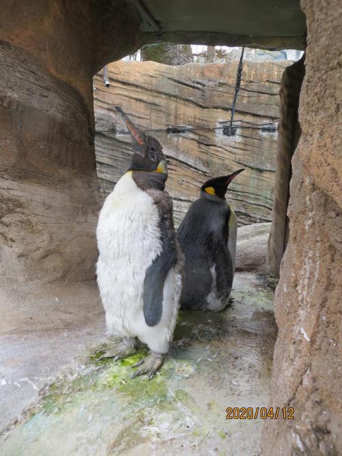 雨宿りするペンギン.JPG