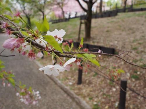 【'アメリカ'：花柄が短く、小花柄が長いのがわかります。】.jpg