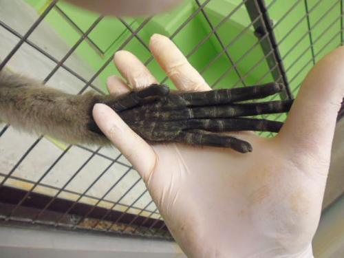 ブログ記事「ボルネオテナガザルの手足」のサムネイル画像