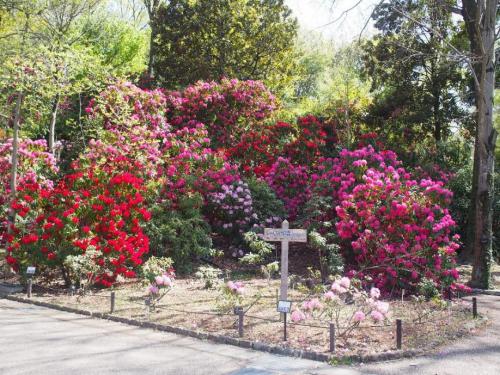 写真⑧【しゃくなげの森】.jpg