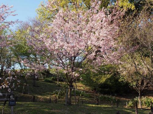 【こちらは'思川'（オモイガワ）です。今が満開です。】.jpg