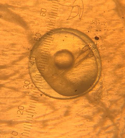 ブログ記事「メダカ繁殖２」のサムネイル画像