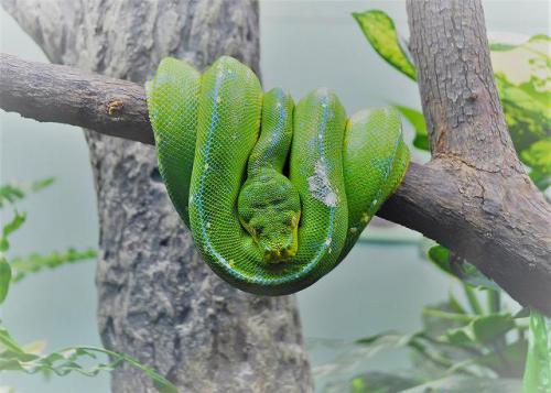 枝でとぐろを巻くミドリニシキヘビ.jpg