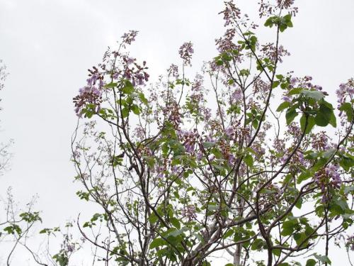 ブログ記事「植物園さんぽ。花のふしぎ。」のサムネイル画像