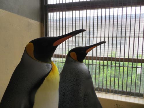 ブログ記事「オウサマペンギン、避暑に来ています」のサムネイル画像