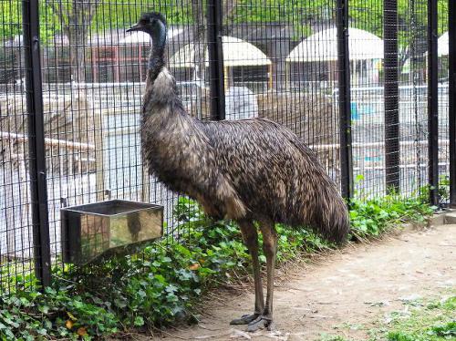 ブログ記事「オーストラリアに生息する動物たちの豆知識（その３）」のサムネイル画像