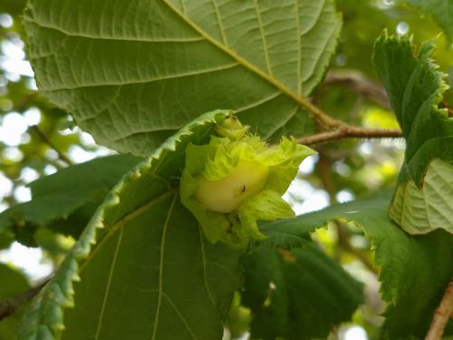 ブログ記事「植物の色（榛色　はしばみいろ）」のサムネイル画像