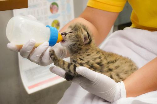 サーバルの親子？人工保育(5月29日生まれ）.jpg