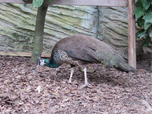ブログ記事「この鳥なんだか分かりますか？」のサムネイル画像
