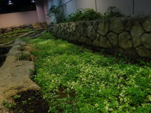 ブログ記事「世界のメダカ館　水田展示水槽で楽しい田植え作業実施」のサムネイル画像