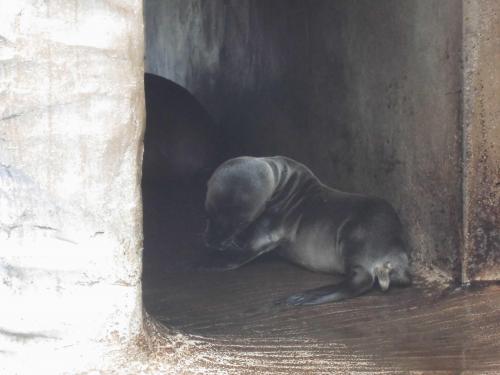 ブログ記事「カリフォルニアアシカの赤ちゃんが生まれました」のサムネイル画像