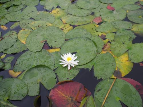 ブログ記事「水生植物（すいせいしょくぶつ）。」のサムネイル画像