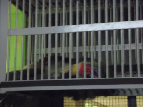 ブログ記事「最近のお気に入り。（マンジュウロウ）」のサムネイル画像