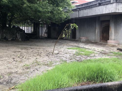 ブログ記事「この木なんの木気になる木　」のサムネイル画像