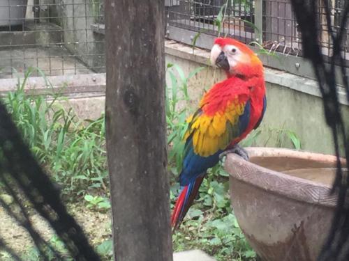 ブログ記事「アカコンゴウインコの幼鳥」のサムネイル画像