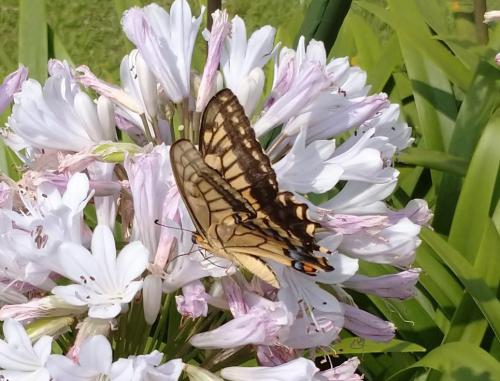 ブログ記事「植物園長の庭　 揚羽蝶（アゲハチョウ）」のサムネイル画像